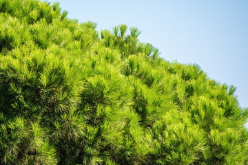 Green pine tree with long needles on a background of blue sky. Freshness, nature, concept. Pinus pinea