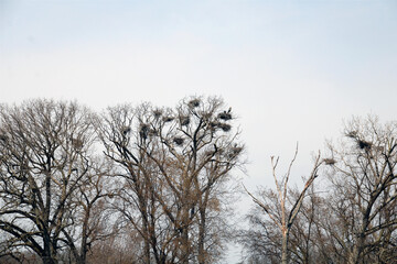 Heron rookery