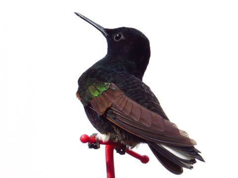 Colibr&iacute; siete colores, Boissonneaua jardini, ave, Trochilidae, Apodiformes, velvet-purple coronet, ave, naturaleza,  iridiscente, naturaleza, nectar de flores de corola tubular.