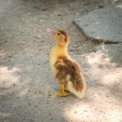 Cute little ducklings standing in a lake coast