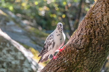 The fat pigeon sitting on a tree trunk with moss.