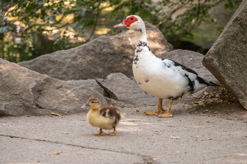 White and black duck with red head, The Muscovy duck, walks on the shore of the pond with its Cute little ducklings