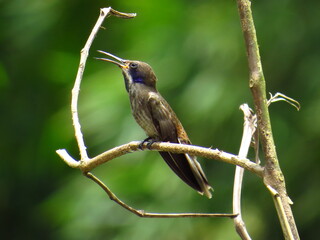 Colibrí pardo chillón,  colibri delphinae,  especie apodiformes, brown violetear, colibrí birds colombia,, picaflor, bosques, chupaflor, ave. © Marthinea