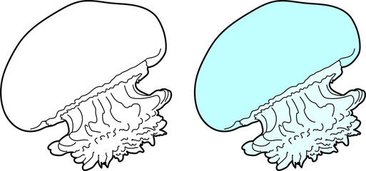 Jellyfish illustration