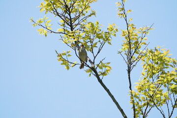 japanese bush warbler on the branch