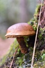 wood mushrooms