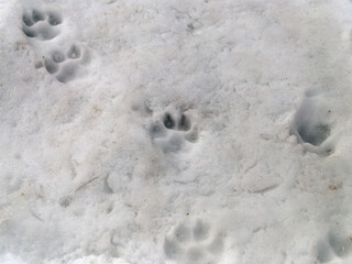 Traces of dog on thawed muddy snow on spring day