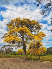 Fototapeta premium Flor Amarillo