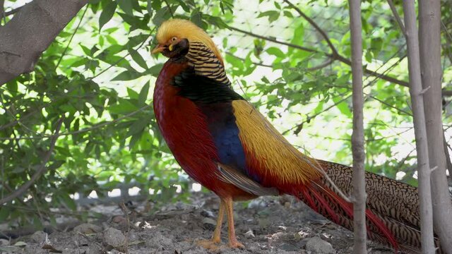 A close up of a male golden pheasant (Chrysolophus pictus), or the Chinese or rainbow pheasant,