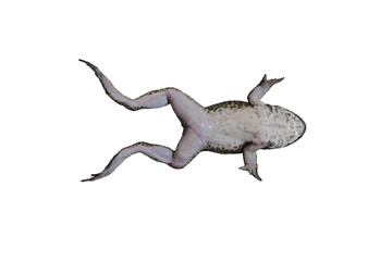 male frog lying on her back for learning about the anatomy in laboratory, isolated on white background with clipping path.
