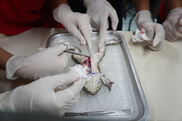 Frog anatomy surgery. Laboratory for the study of frog anatomy in biology.