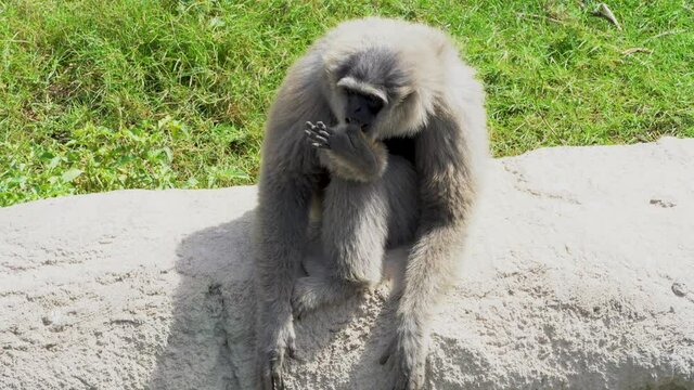 A silvery or Javan gibbon (Hylobates moloch) sits on a rock and sucks toe in the sunshine. 