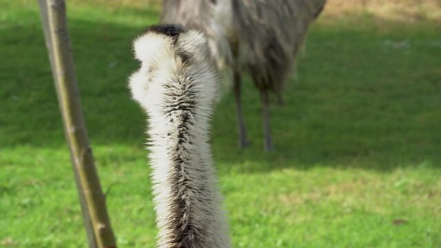An Australian Emu (Dromaius novaehollandiae) head close up view.	