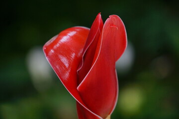 Red Tulip isolated from background 