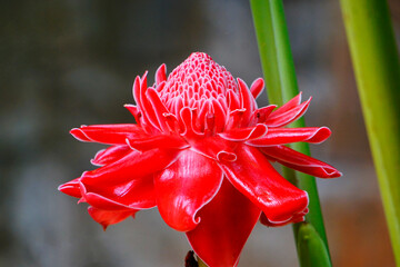 Red Torch Ginger flower