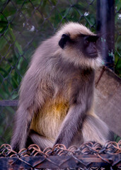 Brown Monkey staring at 