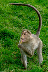Indian Monkey eating icecream
