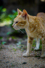  Side portrait of a cat