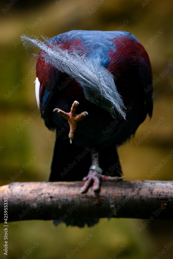 Poster goura scheepmakeri - crowned bird on a branch.