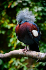 Goura scheepmakeri - crowned bird on a branch.
