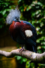 Goura scheepmakeri - crowned bird on a branch.