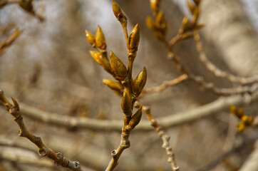 Buds on a Tree Branch, a Sign of Spring