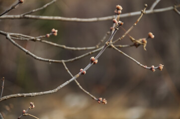 Buds on a Tree Branch, a Sign of Spring