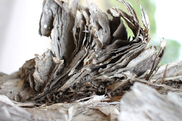 Closeup of curled, peeling tree bark.