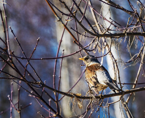 Blackbird Mountain Ash.