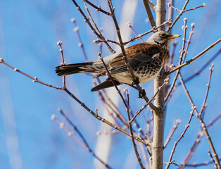 Blackbird Mountain Ash.