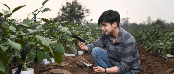 Smart farmer man holding digital tablet and examining the growth of eggplant.