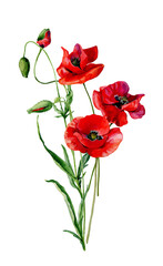 Fototapeta premium Scarlet watercolor poppies and buds on a white background