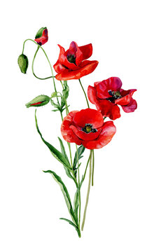 Scarlet watercolor poppies and buds on a white background