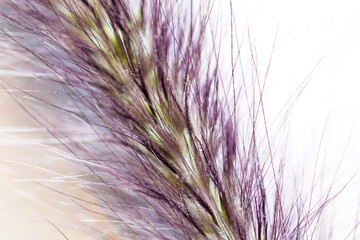 Fluffy and soft purple grass plant close up