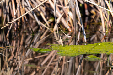 Green algae in the pond