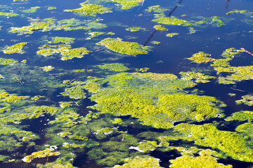 Green algae in the pond