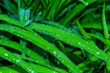 Natural green background.  Green leaves of a daylily (Latin: Hemerocallis) after a rain, close-up.