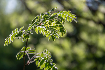 Obraz premium Green bushes with young leaves in the sunset