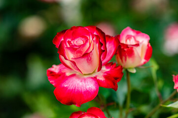 バラ園で咲く満開のバラ