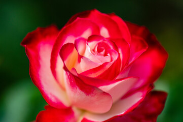 バラ園で咲く満開のバラ