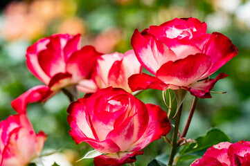 バラ園で咲く満開のバラ