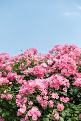 バラ園で咲く満開のバラ