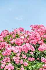 バラ園で咲く満開のバラ