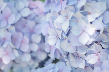 あじさいの花　梅雨に咲く紫陽花の花
