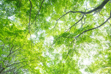 新緑の青もみじ