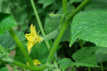 Cucumber (Latin: Cucumis sativus) in vegetable garden. Yellow flower and green cucumber. Cucumber in vegetable garden close up.