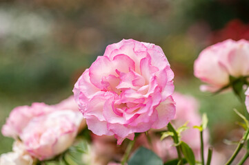 バラ園で咲く満開のバラ
