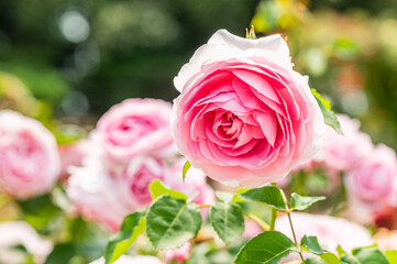 バラ園で咲く満開のバラ
