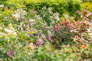 Fototapeta na wymiar バラ園で咲く満開のバラ