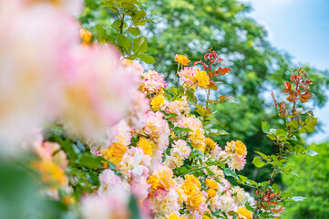 バラ園で咲く満開のバラ